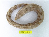 藏品(疏條紋裸胸鰭)的圖片